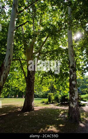 Le parc de la ville de Budapest, également connu sous le nom de parc Városliget Banque D'Images