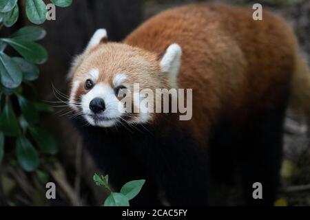 Le panda rouge à la base de recherche de Chengdu sur la reproduction des panda géants. Banque D'Images