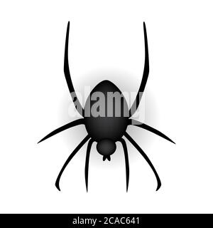 Realistic Spider sur fond blanc. Illustration vectorielle Illustration de Vecteur