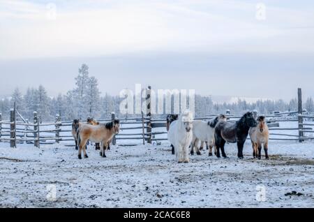 Chevaux Yakut dans le village d'Oymyakon, la température de -40 degrés Celsius Banque D'Images