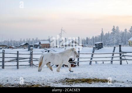 Chevaux Yakut dans le village d'Oymyakon, la température de -40 degrés Celsius Banque D'Images