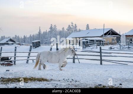 Chevaux Yakut dans le village d'Oymyakon, la température de -40 degrés Celsius Banque D'Images