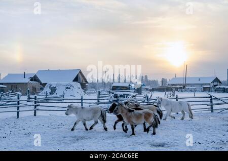 Chevaux Yakut dans le village d'Oymyakon, la température de -40 degrés Celsius Banque D'Images