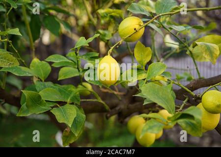 Un gros plan du fruit jaune citron sur les branches de l'arbre au milieu du feuillage. Banque D'Images