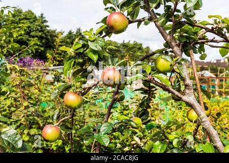Récolte de pommes sur un petit arbre dans un jardin d'allotement, kilwinning, Ayrshire, Écosse Banque D'Images