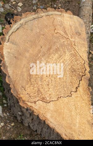 Frêne (Fraxinus excelsior). Coupe transversale du tronc coupée par une tronçonneuse pour faire tomber un arbre mort. Un arbre autrefois sain infiltré par le dépérissement de Chalara Banque D'Images