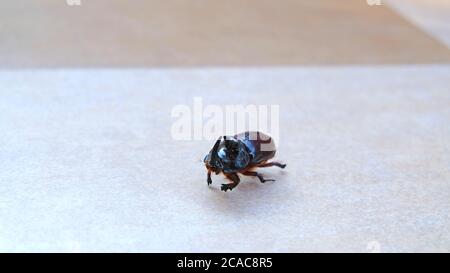 Vue avant du rhinoceros Beetle à l'étage Banque D'Images