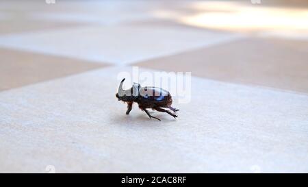 Rhinocéros Beetle à l'étage de la maison Banque D'Images