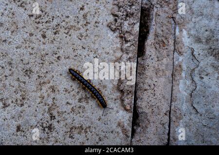 une vue de dessus d'un petit millipede à pois jaunes sur le sol Banque D'Images