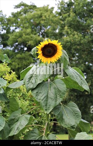 Tournesol, ouverture avec des feuilles vertes sur fond vert Banque D'Images