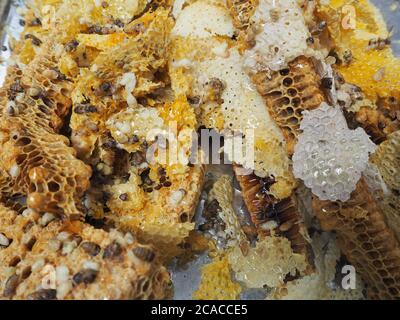 Gros plan de texture de nid d'abeille brut fraîchement récolté Banque D'Images
