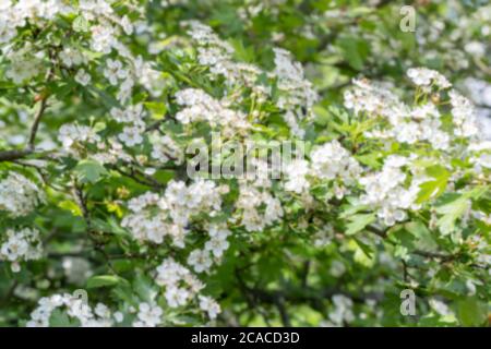Branche de fleurs blanches sur Crataegus monogyna en fleurs. Arbre à fleurs de l'aubépine Banque D'Images