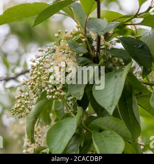 Gros plan sur les fleurs blanches de Prunus pagus, connues sous le nom de cerisier d'oiseau, de baie, de baie de hagberry ou d'arbre de Mayday. Banque D'Images
