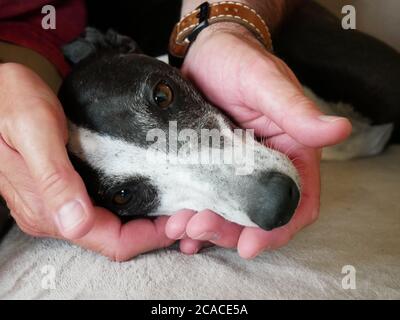 Gros plan de la tête d'un lévrier tenu entre les mains d'un homme. Photo d'un chien touchante, affectueux et mignon qui veut câliner les gens Banque D'Images