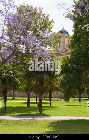 Parc Turia, Valence, Espagne. Jacaranda et orangers dans le parc Turia. Banque D'Images