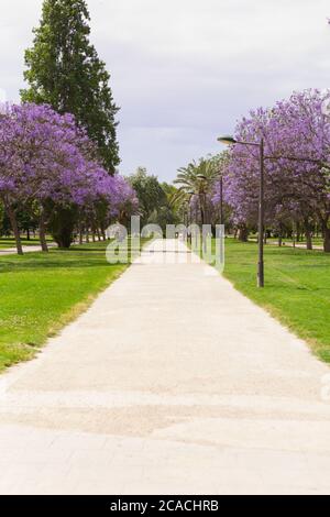 Parc Turia, Valence, Espagne. Jacaranda et orangers dans le parc Turia. Banque D'Images