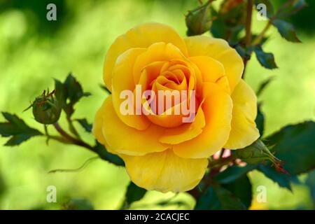 Grande fleur rose jaune en gros plan dans le jardin. Banque D'Images