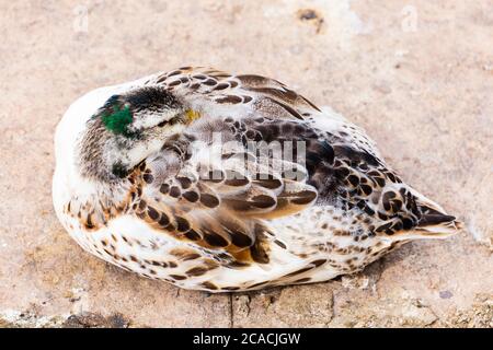 Rare canard malard leucistique mâle, Anas platyrhynchos, dormant. Banque D'Images