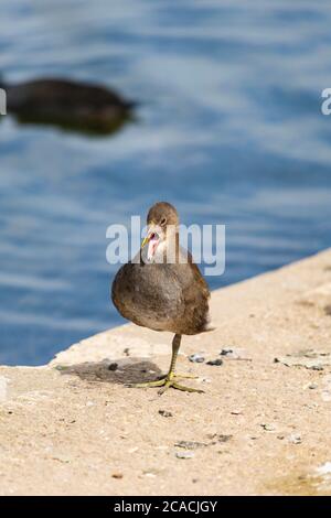 Jeune Moorhen européen commun, Gallinula Chloropus, debout sur une jambe sur une rive de lac Banque D'Images