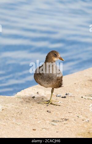 Jeune Moorhen européen commun, Gallinula Chloropus, debout sur une jambe sur une rive de lac Banque D'Images