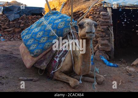 Chameau couchée devant la cabane dans la région d'Afar, en Éthiopie Banque D'Images