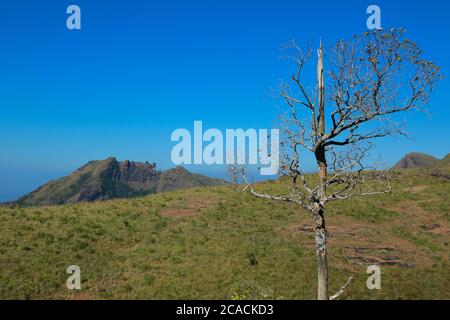 Un arbre sans feuilles derrière la colline Banque D'Images