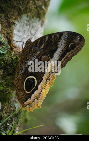 Papillon hibou (Caligo uranus) atterrissant sur un tronc recouvert de mousses (parc national Lagunas de Montebello, Chiapas, Mexique) Banque D'Images