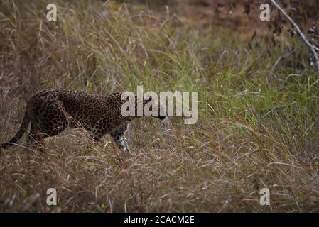 Le léopard sri lankais (Panthera pardus kotiya) qui perce une pelouse dans le parc national Wilpattu au Sri Lanka. Banque D'Images