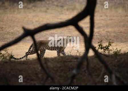 Le léopard sri-lankais (Panthera pardus kotiya) en mouvement à travers un défrichement d'herbe au parc national Wilpattu au Sri Lanka. Banque D'Images