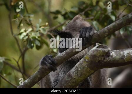 Langur gris touffeté (Semnopithecus priam) sur un arbre avec les mains en avant tout en étant à l'affût du parc national de Wilpattu au Sri Lanka. Banque D'Images