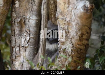 Langur gris touffeté (Semnopithecus priam) au repos sur l'arbre pendant que sur le belvédère au parc national de Wilpattu au Sri Lanka. Banque D'Images