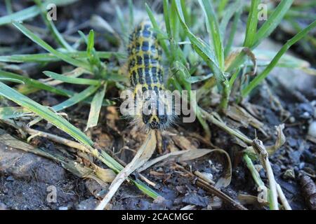 Buff-Tip caterpillar face on Banque D'Images