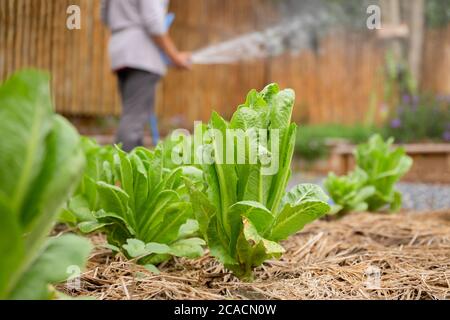 Laitue romaine COS dans une ferme biologique avec une femme fermier arroser en arrière-plan. Banque D'Images