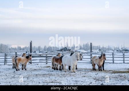 Chevaux Yakut dans le village d'Oymyakon, la température de -40 degrés Celsius Banque D'Images