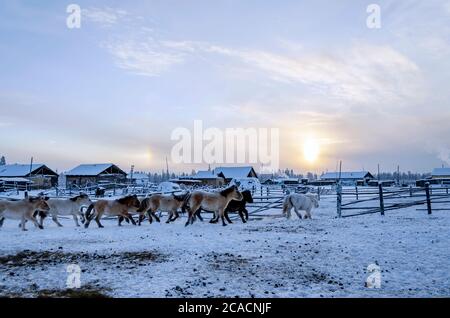 Chevaux Yakut dans le village d'Oymyakon, la température de -40 degrés Celsius Banque D'Images