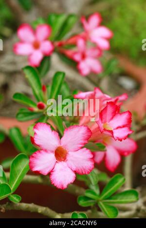 fleurs d'azalée impala lis ou rose du désert ou azalée fausse Belle fleur blanche et rose et feuille verte d'Adenium multiflorum dans le jardin Banque D'Images