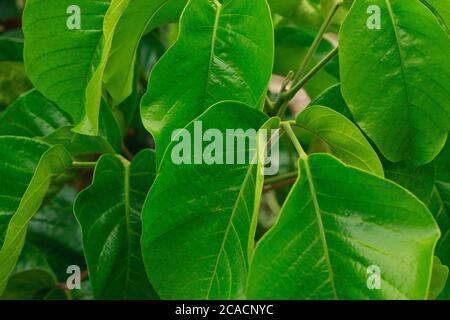 branche de feuilles vertes de santol sur plante d'arbre de sental sandoricum koetjape Banque D'Images