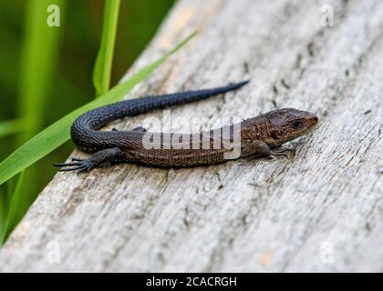 A Common Lizard, Foulshaw Moss, Witherslack, Cumbria, Royaume-Uni. Banque D'Images