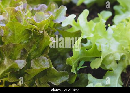 laitue biologique à feuilles de chêne vert et laitue de chêne rouge aliments de salade de légumes sains de fond Banque D'Images