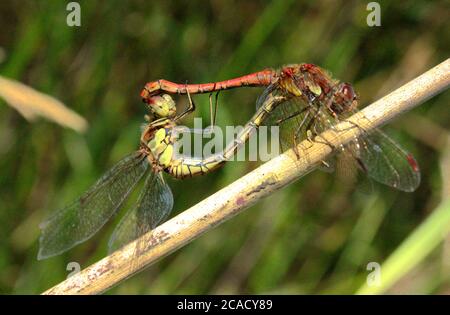 Accouplement commun de libellules de Sympetrum Banque D'Images