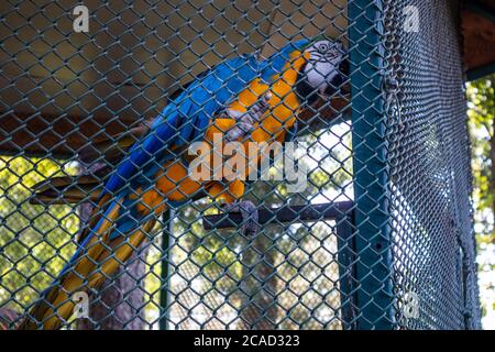 Le perroquet monte sur les bars de la cage lors d'une chaude journée d'été dans le parc zoologique de Jagodina, Serbie Banque D'Images