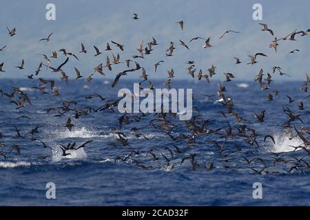 Frénésie alimentaire des Noddys noirs (Anous minutus) près de Suva, Viti Levu, Fidji 19 mai 2017 Banque D'Images