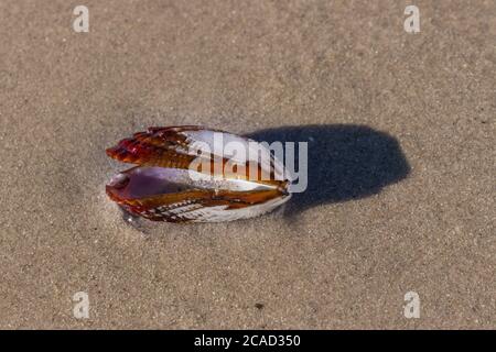 Sea Shell sur la plage, Nosy Komba, Madagascar Banque D'Images