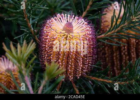 Banksia spinulosa Flower - en épingle à cheveux Banksia Banque D'Images