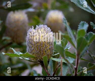 Banksia serrata Flower Banque D'Images