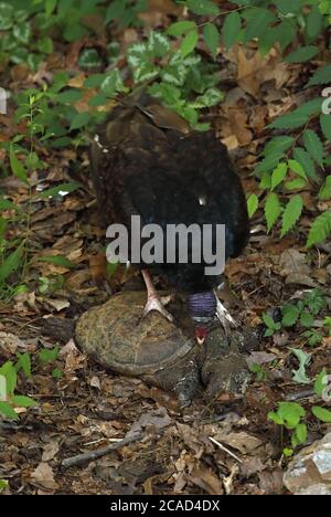 vautour de la dinde (Cathartes aura), se nourrissant de la tortue serpentine morte, (Chelydra serpentina), Maryland Banque D'Images