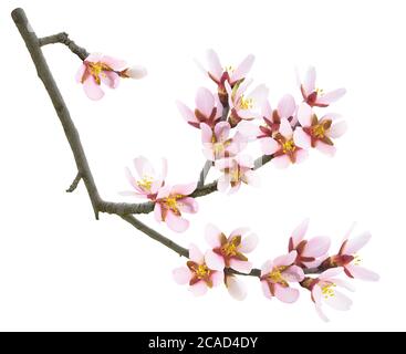 Fleurs d'amande isolées. Branche d'amande au printemps avec fleurs d'amande rose isolées sur fond blanc Banque D'Images