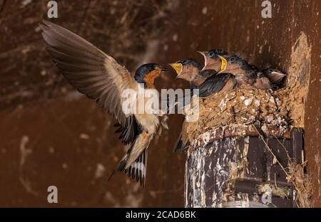 Barde (Hirundo rustica), au nid, Maryland Banque D'Images