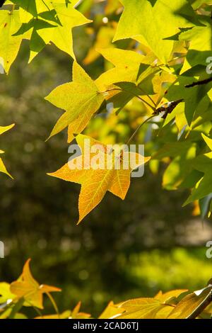 Acer platanoides. Feuilles d'érable au soleil. Mise au point sélective. Arrière-plan d'automne doux Banque D'Images