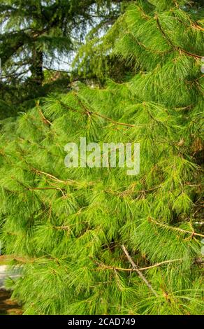 Pinus patula. PIN de Pinus strobus avec une couronne de pleuronnement Banque D'Images